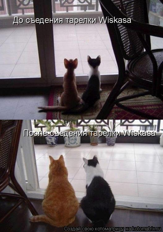 До съедения тарелки Wiskasa После съедения тарелки Wiskasa... Котоматрица: До съедения тарелки Wiskasa После съедения тарелки Wiskasa