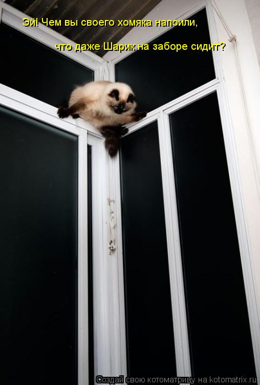 Котоматрица: Эй! Чем вы своего хомяка напоили, что даже Шарик на заборе сидит?