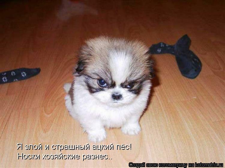 Я злой и страшный ацкий пёс! Носки хозяйские разнес..... Котоматрица: Я злой и страшный ацкий пёс! Носки хозяйские разнес..