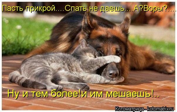 Пасть прикрой....Спать не даешь....А?Воры?.... Ну и тем более!и им мешаешь!..... Котоматрица: Пасть прикрой....Спать не даешь....А?Воры?.... Ну и тем более!и им мешаешь!..