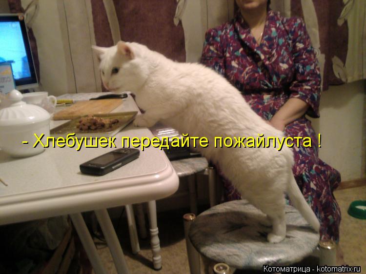 - Хлебушек передайте пожайлуста !... Котоматрица: - Хлебушек передайте пожайлуста !