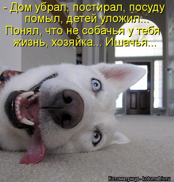 - Дом убрал, постирал, посуду помыл, детей уложил... Понял, что не собачья у тебя жизнь, хозяйка... И... Котоматрица: - Дом убрал, постирал, посуду помыл, детей уложил... Понял, что не собачья у тебя жизнь, хозяйка... Ишачья...