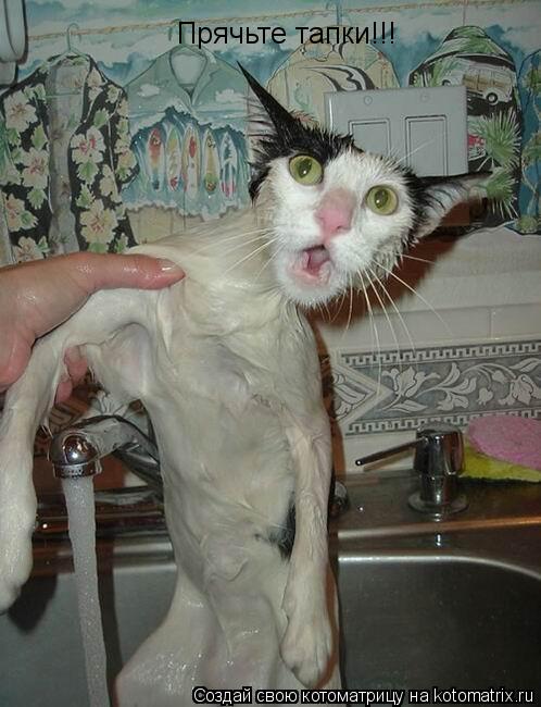 Прячьте тапки!!!... Котоматрица: Прячьте тапки!!!