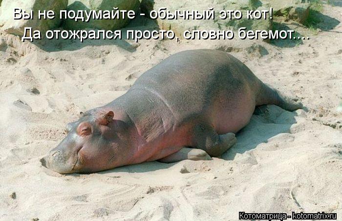 Котоматрица: Вы не подумайте - обычный это кот! Да отожрался просто, словно бегемот....