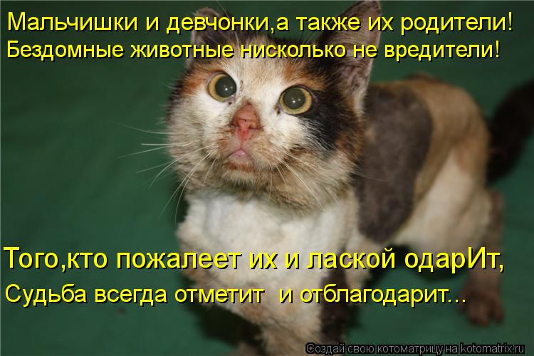 Котоматрица: Мальчишки и девчонки,а также их родители! Бездомные животные нисколько не вредители! Того,кто пожалеет их и лаской одарИт, Судьба всегда от