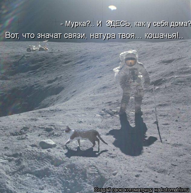 Вот, что значат связи, натура твоя... кошачья!.. - Мурка?.. И ЗДЕСЬ, как у себя дома?... Котоматрица: Вот, что значат связи, натура твоя... кошачья!.. - Мурка?.. И ЗДЕСЬ, как у себя дома?