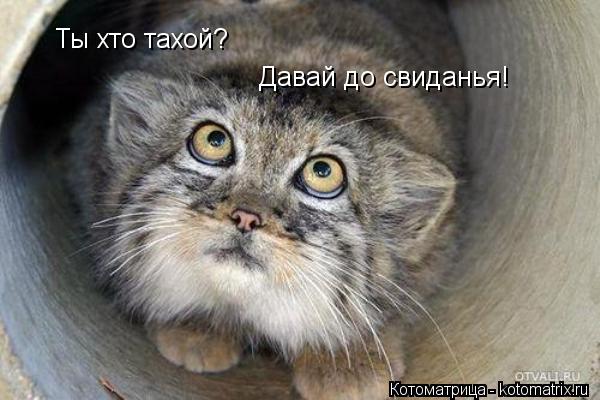 Ты хто тахой? Давай до свиданья!... Котоматрица: Ты хто тахой? Давай до свиданья!