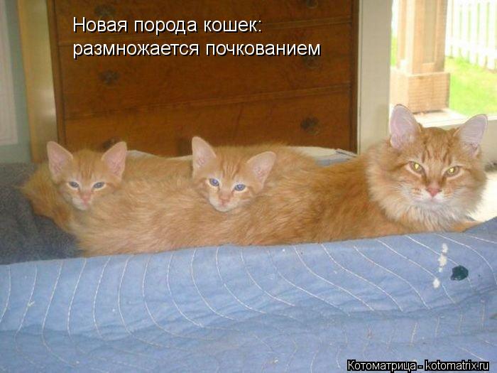 размножается почкованием Новая порода кошек:... Котоматрица: размножается почкованием Новая порода кошек: