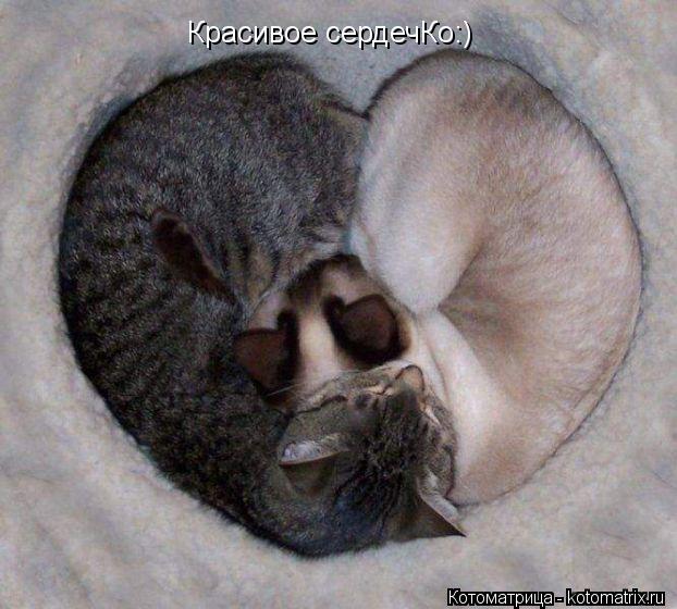 Красивое сердечКо:)... Котоматрица: Красивое сердечКо:)