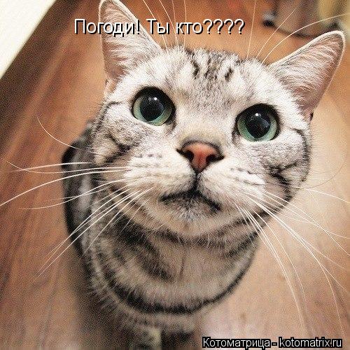 Погоди! Ты кто????... Котоматрица: Погоди! Ты кто????