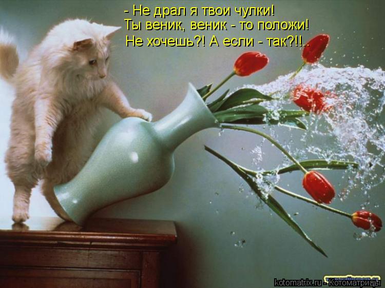 - Не драл я твои чулки! Ты веник, веник - то положи! Не хочешь?! А если - так?!!..... Котоматрица: - Не драл я твои чулки! Ты веник, веник - то положи! Не хочешь?! А если - так?!!..