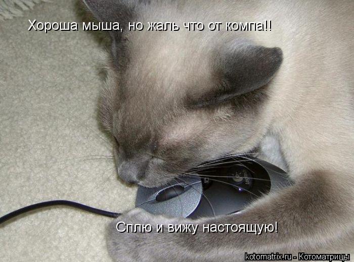 Котоматрица: Хороша мыша, но жаль что от компа!! Сплю и вижу настоящую!