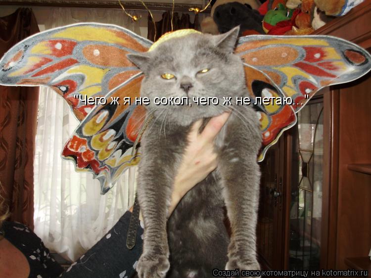 Котоматрица: "Чего ж я не сокол,чего ж не летаю..."
