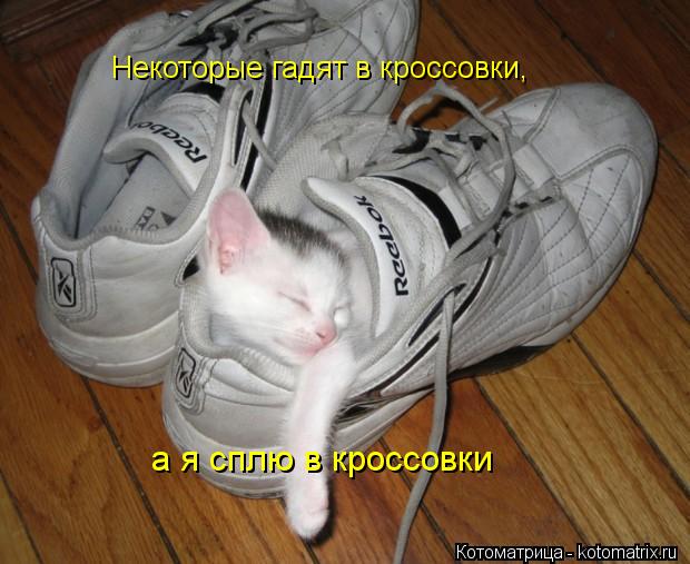 Котоматрица: Некоторые гадят в кроссовки, а я сплю в кроссовки