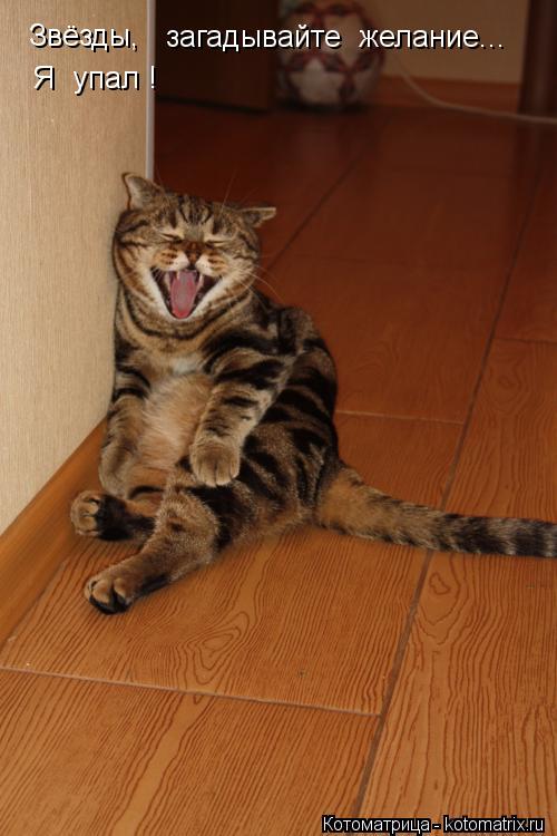 Котоматрица: Звёзды,  загадывайте  желание...  Я  упал !
