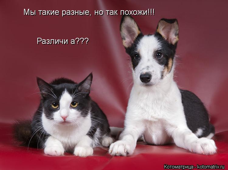 Мы такие разные, но так похожи!!! Различи а???... Котоматрица: Мы такие разные, но так похожи!!! Различи а???