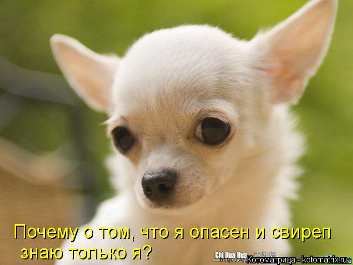 Почему о том, что я опасен и свиреп знаю только я?... Котоматрица: Почему о том, что я опасен и свиреп знаю только я?