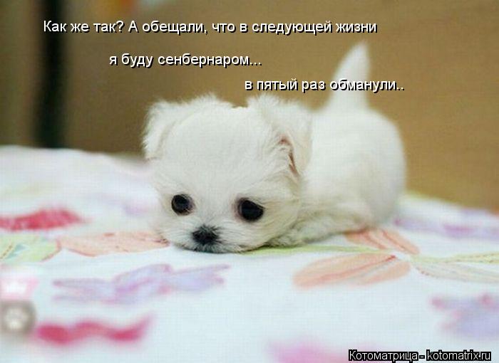 Котоматрица: Как же так? А обещали, что в следующей жизни я буду сенбернаром... в пятый раз обманули..