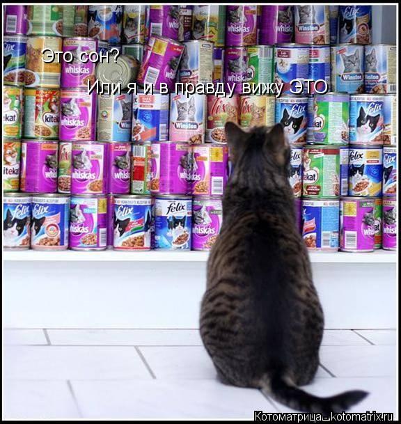 Это сон? Или я и в правду вижу ЭТО... Котоматрица: Это сон? Или я и в правду вижу ЭТО