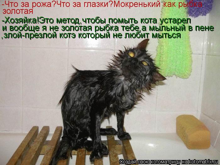 Котоматрица: -Что за рожа?Что за глазки?Мокренький как рыбка золотая -Хозяйка!Это метод,чтобы помыть кота устарел и вообще я не золотая рыбка тебе,а мыльн