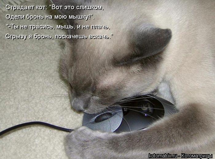 Котоматрица: Страдает кот: “Вот это слишком, Одели бронь на мою мышку!”. “-Ты не трасись, мышь, и не плачь, Сгрызу я бронь, поскачешь вскачь.”