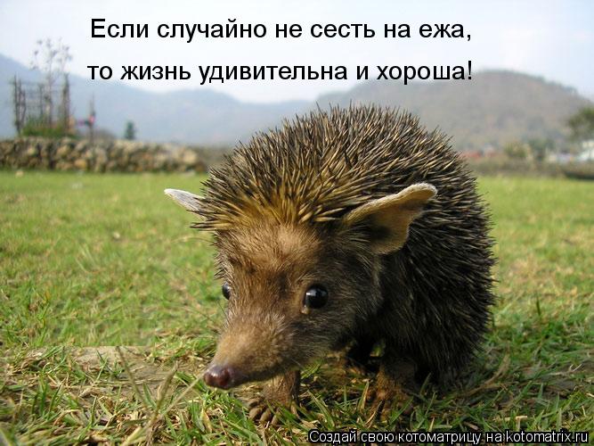 Котоматрица: Eсли случайно не сесть на ежа, то жизнь удивительна и хороша!