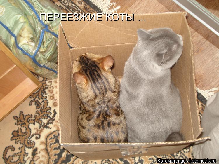 Котоматрица: ПЕРЕЕЗЖИЕ КОТЫ ...