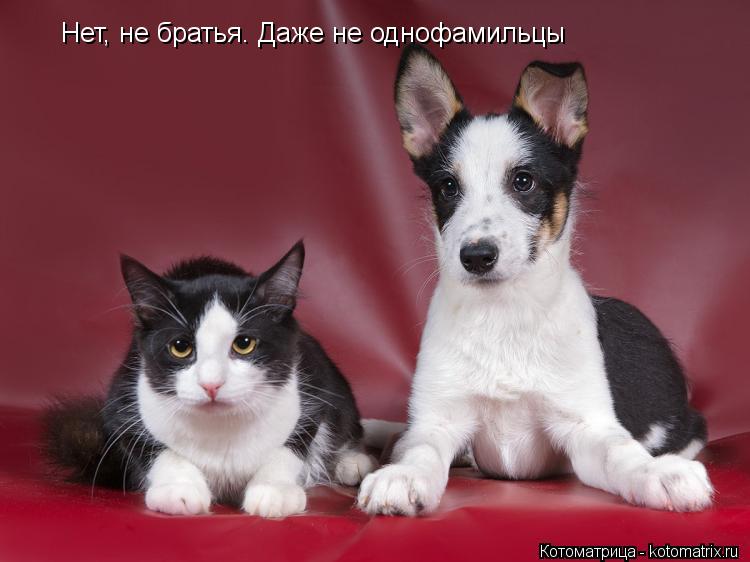 Нет, не братья. Даже не однофамильцы... Котоматрица: Нет, не братья. Даже не однофамильцы