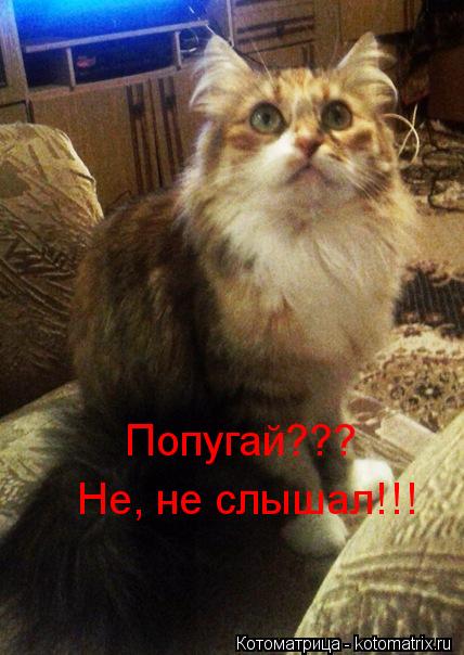 Котоматрица: Не, не слышал!!! Попугай???