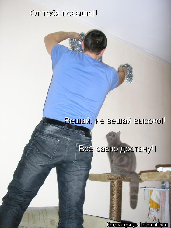Вешай, не вешай высоко!! Всё равно достану!! От тебя повыше!!... Котоматрица: Вешай, не вешай высоко!! Всё равно достану!! От тебя повыше!!