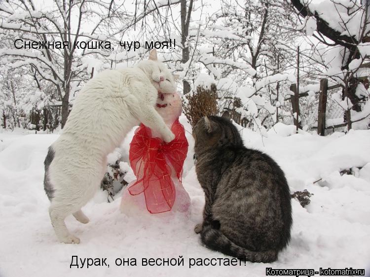 Снежная кошка, чур моя!! Дурак, она весной расстает!... Котоматрица: Снежная кошка, чур моя!! Дурак, она весной расстает!