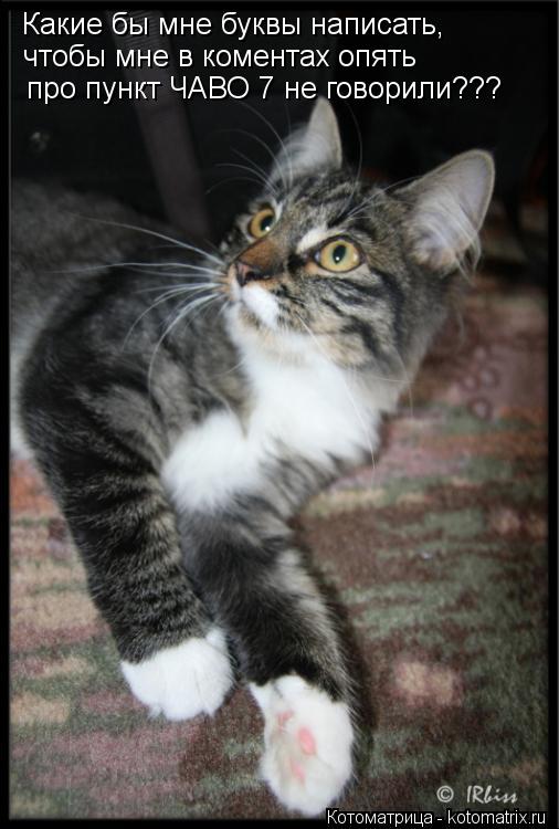 Котоматрица: Какие бы мне буквы написать, чтобы мне в коментах опять про пункт ЧАВО 7 не говорили???