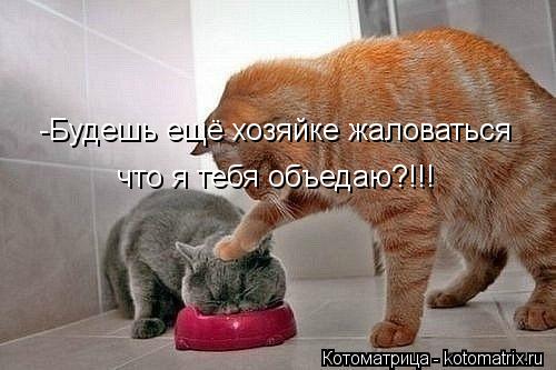 Котоматрица: -Будешь ещё хозяйке жаловаться что я тебя объедаю?!!!