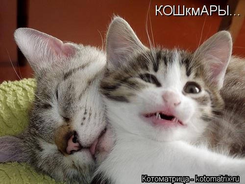 Котоматрица: КОШкмАРЫ...