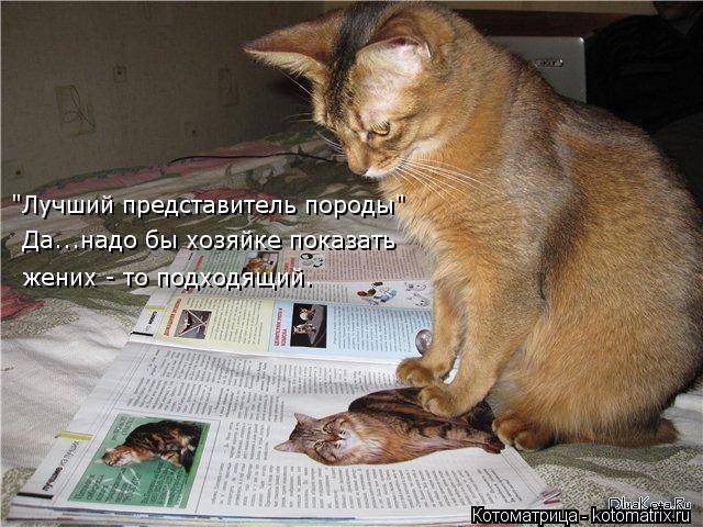 "Лучший представитель породы" Да...надо бы хозяйке показать жених - то подходящий.... Котоматрица: "Лучший представитель породы" Да...надо бы хозяйке показать жених - то подходящий.