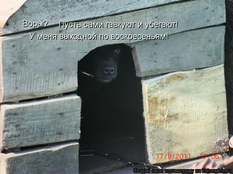 Котоматрица: Воры? Пусть сами гавкуют и убегают! У меня выходной по воскресеньям!