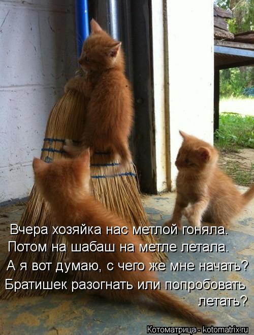 Котоматрица: Вчера хозяйка нас метлой гоняла. Потом на шабаш на метле летала. А я вот думаю, с чего же мне начать? Братишек разогнать или попробовать лета