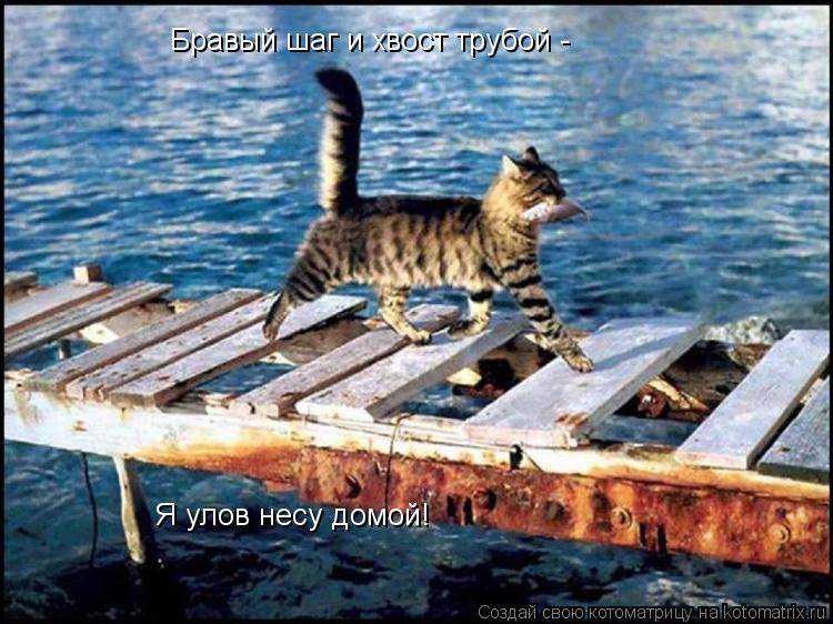 Бравый шаг и хвост трубой - Я улов несу домой!... Котоматрица: Бравый шаг и хвост трубой - Я улов несу домой!