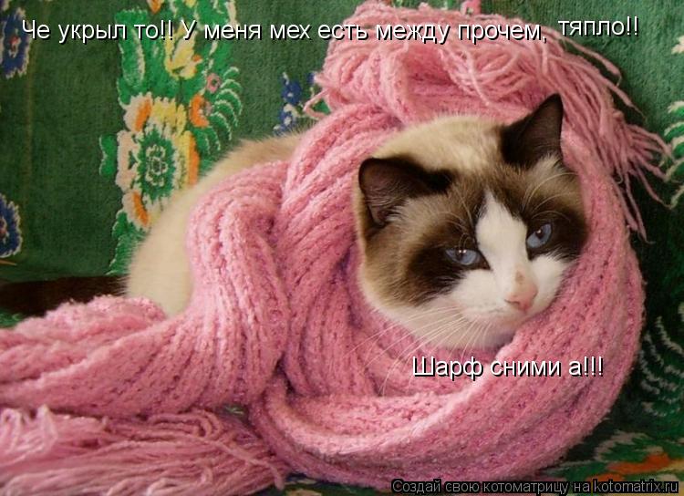 Че укрыл то!! У меня мех есть между прочем, тяпло!! Шарф сними а!!!... Котоматрица: Че укрыл то!! У меня мех есть между прочем, тяпло!! Шарф сними а!!!