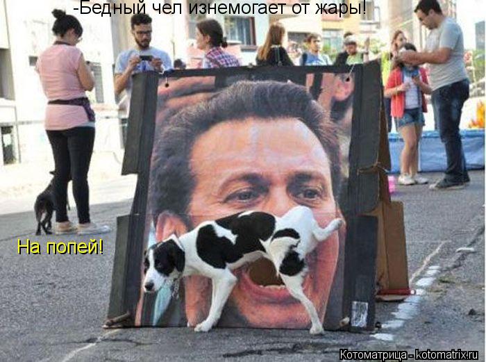 Котоматрица: -Бедный чел изнемогает от жары! На попей!
