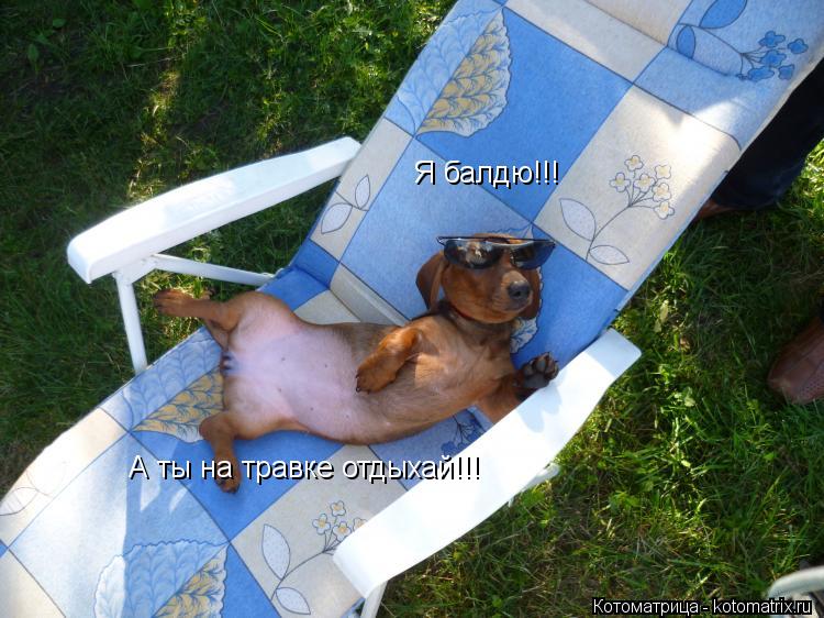 Я балдю!!! А ты на травке отдыхай!!!... Котоматрица: Я балдю!!! А ты на травке отдыхай!!!