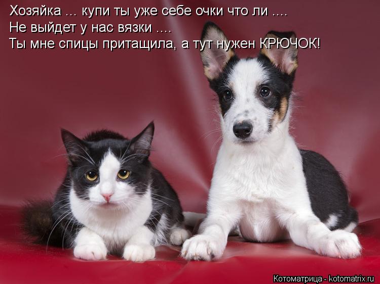 Котоматрица: Хозяйка ... купи ты уже себе очки что ли .... Не выйдет у нас вязки ....  Ты мне спицы притащила, а тут нужен КРЮЧОК!