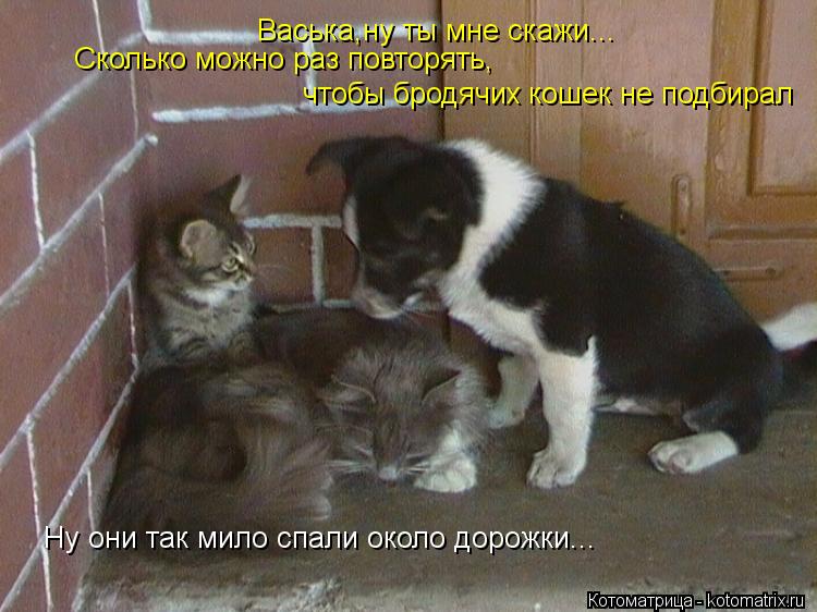 Котоматрица: Васька,ну ты мне скажи... Сколько можно раз повторять, чтобы бродячих кошек не подбирал Ну они так мило спали около дорожки...
