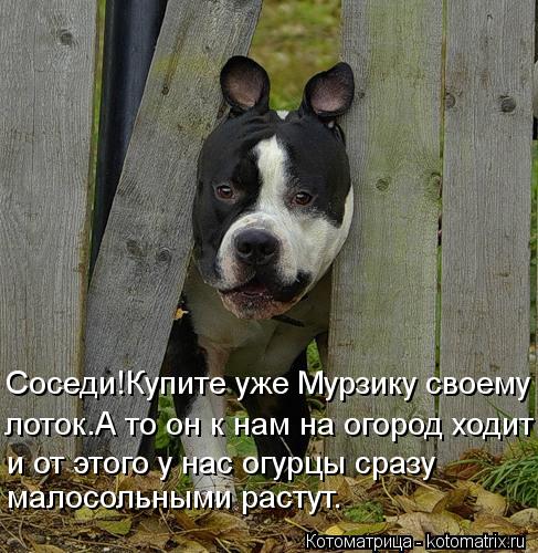 Соседи!Купите уже Мурзику своему лоток.А то он к нам на огород ходит и от этого у нас огурцы сразу м... Котоматрица: Соседи!Купите уже Мурзику своему лоток.А то он к нам на огород ходит и от этого у нас огурцы сразу малосольными растут.