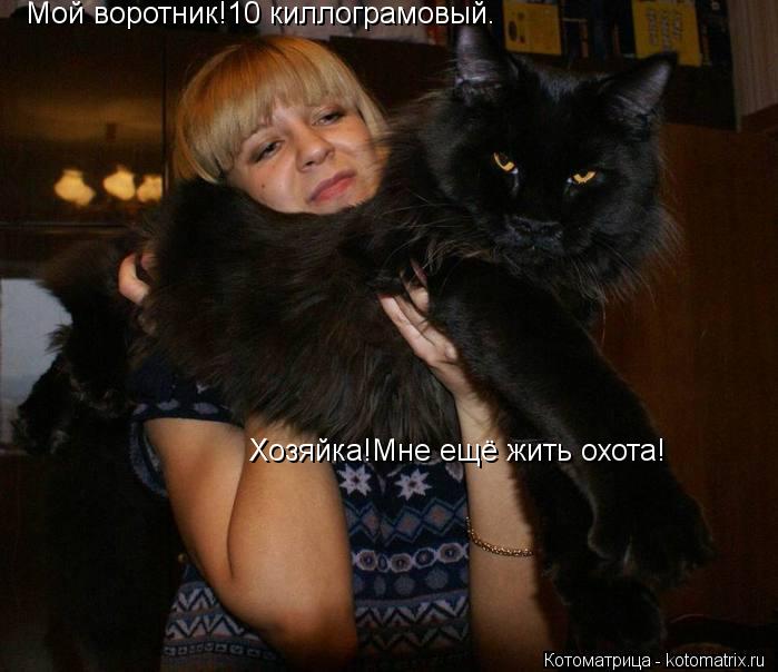 Котоматрица: Мой воротник!10 киллограмовый. Хозяйка!Мне ещё жить охота!