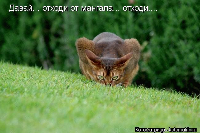 Давай... отходи от мангала... отходи....... Котоматрица: Давай... отходи от мангала... отходи....