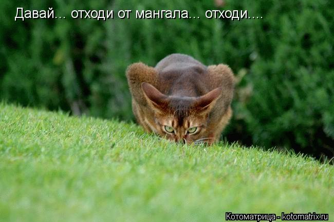 Котоматрица: Давай... отходи от мангала... отходи....