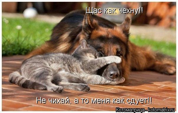 Не чихай, а то меня как сдует!! Щас как чехну!!... Котоматрица: Не чихай, а то меня как сдует!! Щас как чехну!!
