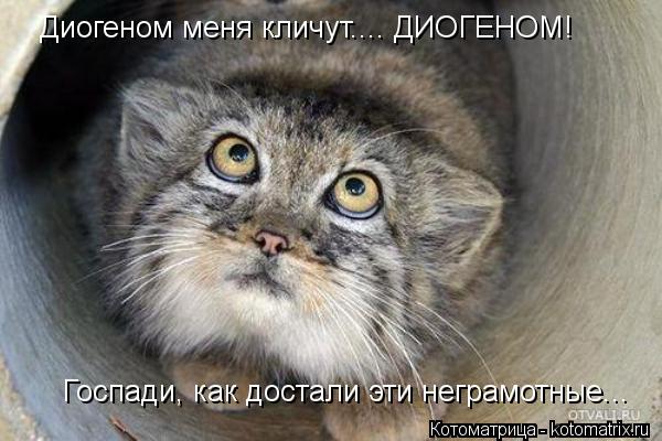 Котоматрица: Диогеном меня кличут.... ДИОГЕНОМ! Госпади, как достали эти неграмотные...