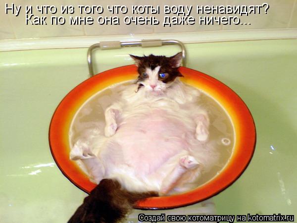 Котоматрица: Ну и что из того что коты воду ненавидят?  Как по мне она очень даже ничего...
